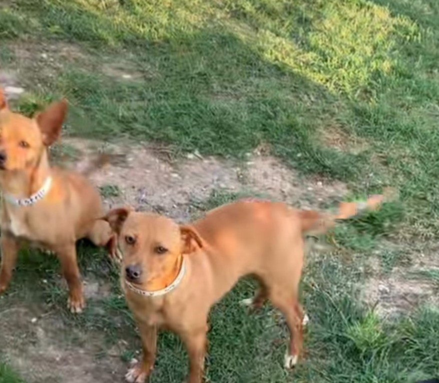 Enlarge Smiley, a Adopted mixed breed in West Lebanon, NH image 4/12