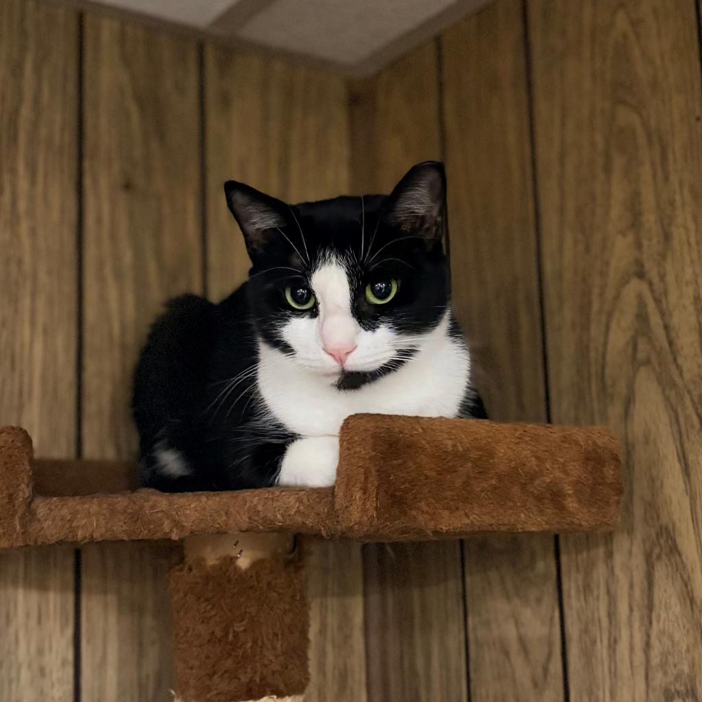 Enlarge Mama Sunshine, a ADOPTABLE mixed breed in Schenectady, NY image 1/1