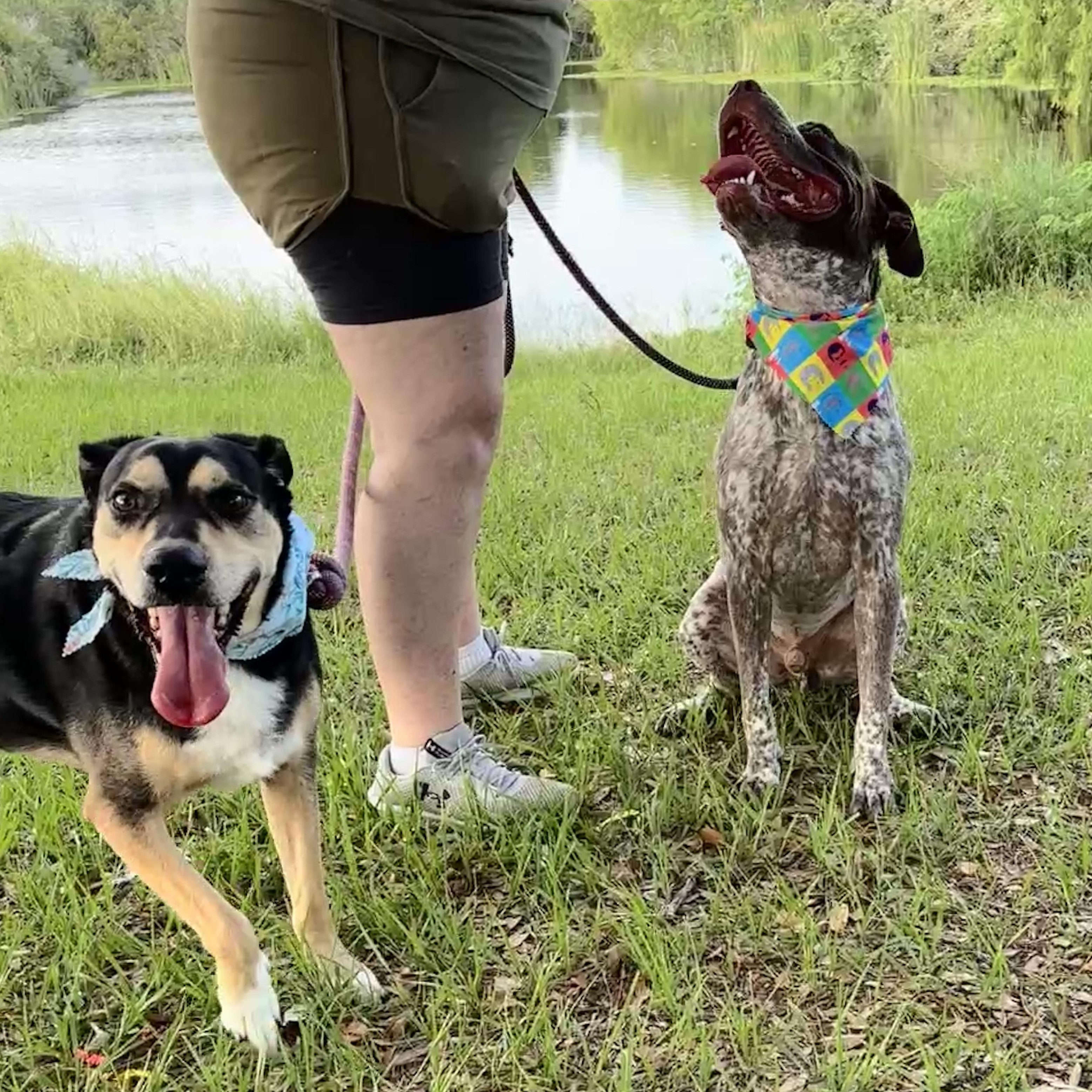Chip, a Adoptable mixed breed in Kennewick, WA image 6/6