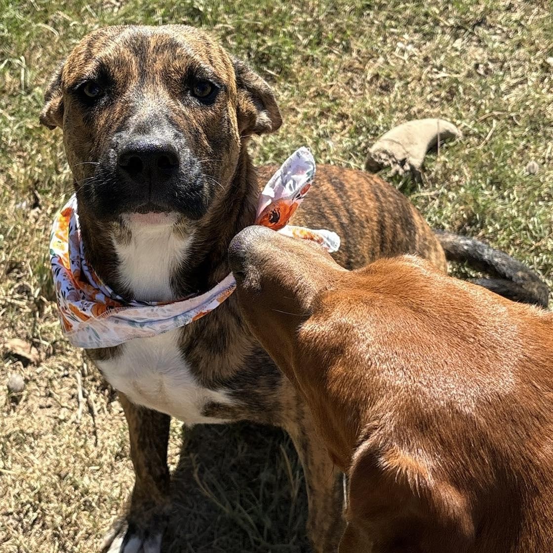 Lisa, a Adoptable mixed breed in Quakertown , PA image 1/6