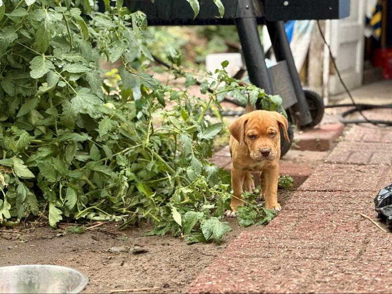 Katniss - HG, Adopted, Puppy Female Plott Hound.