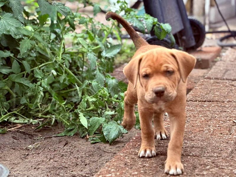 Enlarge Katniss - HG, a Adopted Plott Hound in Wyoming, MI image 2/3