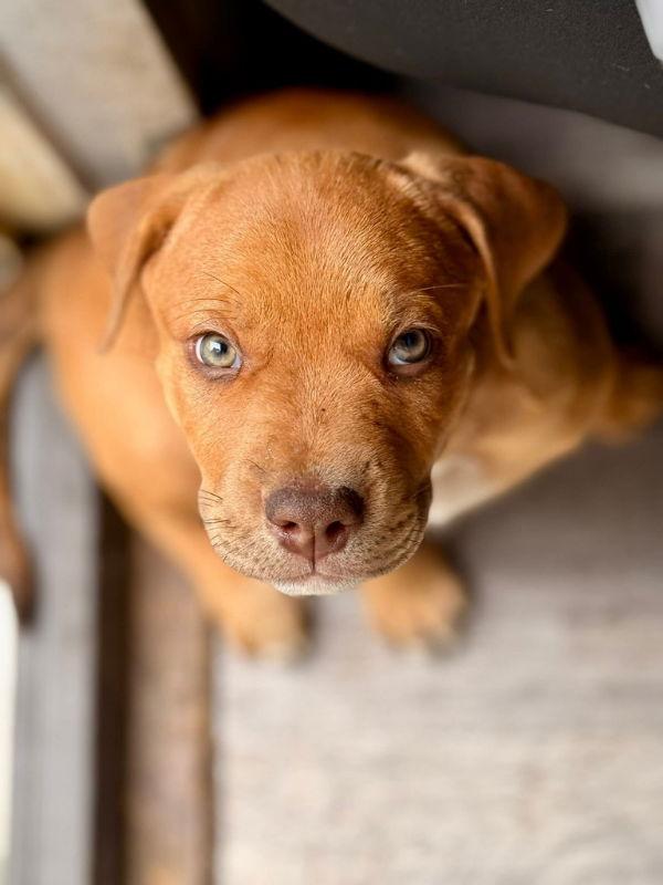 Enlarge Katniss - HG, a Adopted Plott Hound in Wyoming, MI image 3/3