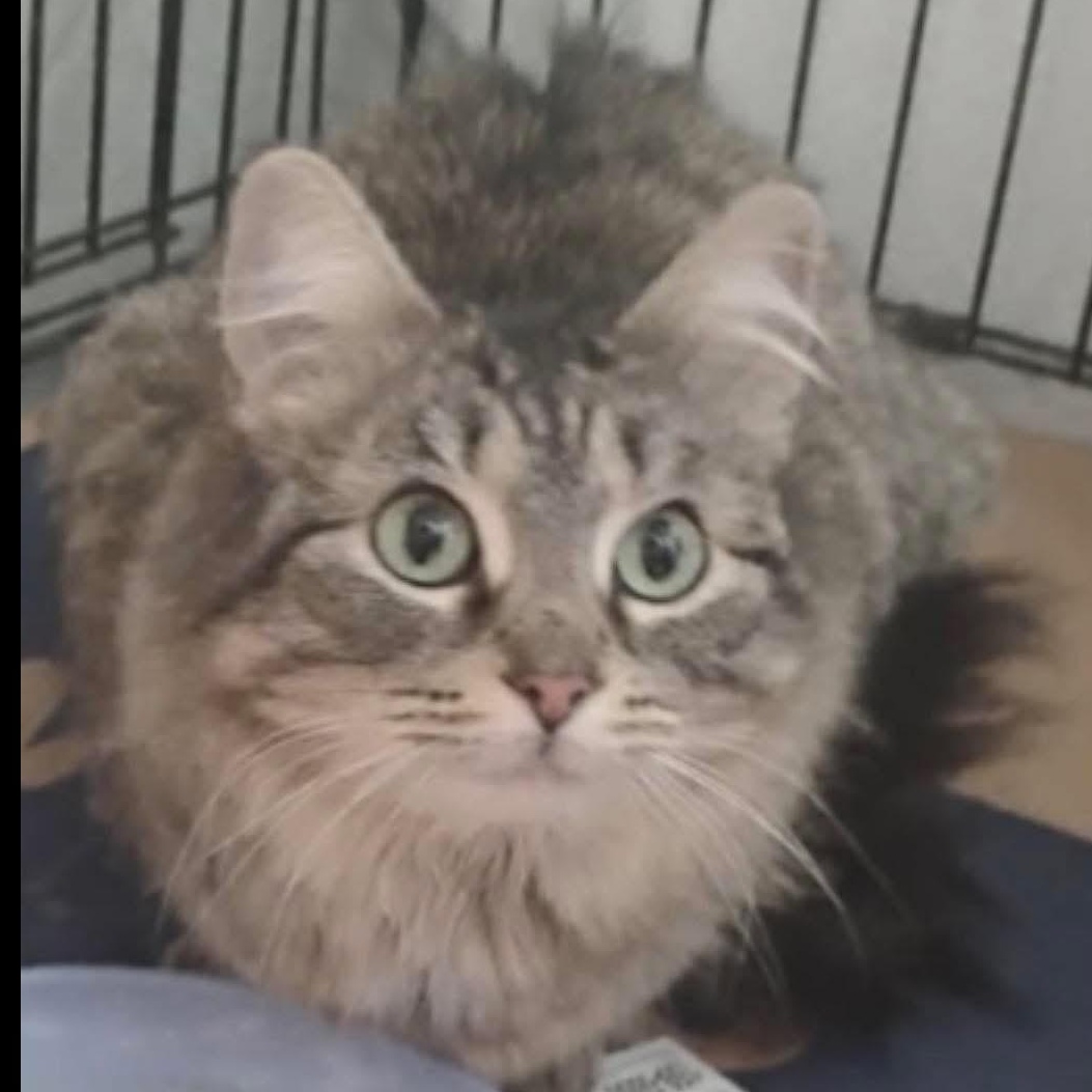 Olivia, adopted, Kitten Female Domestic Medium Hair.