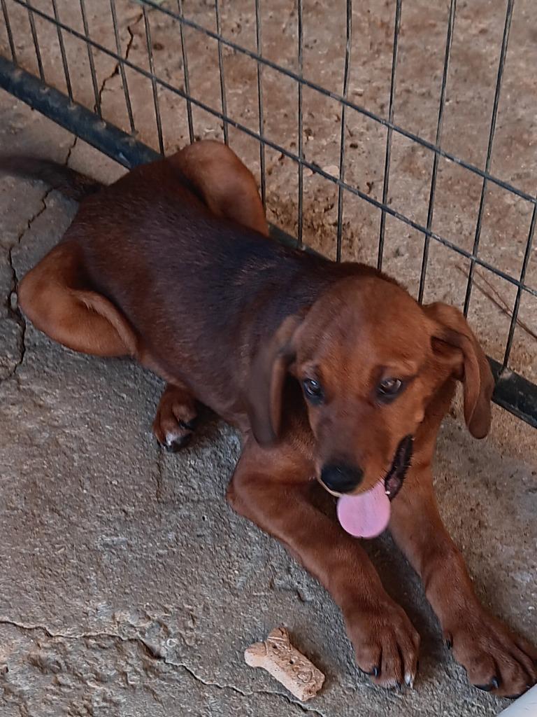 PATSY, Adopted, Puppy Female Redbone Coonhound.