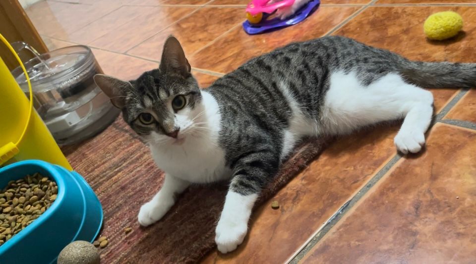 Mila, Adoptable, Kitten Female Domestic Short Hair.