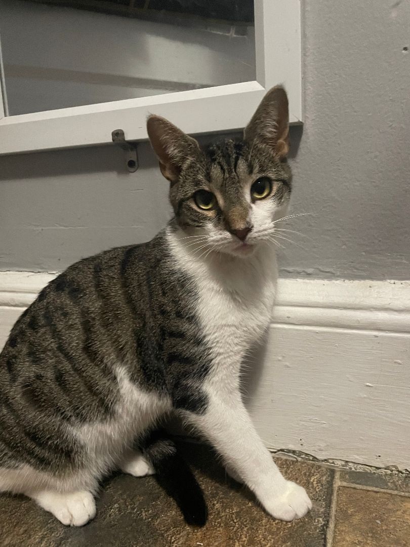 Mila, a Adoptable Domestic Short Hair in Pompton Lakes, NJ image 2/6