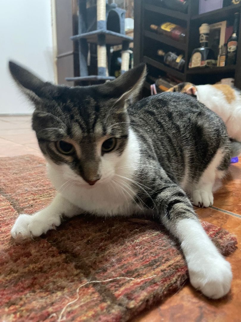 Mila, a Adoptable Domestic Short Hair in Pompton Lakes, NJ image 3/6