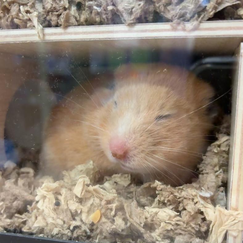 Chandler, Adoptable, Young Male Hamster.