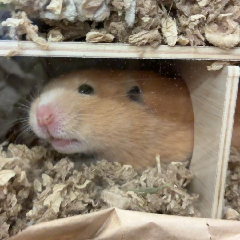Chandler, a Adoptable Hamster in Providence, RI image 2/5