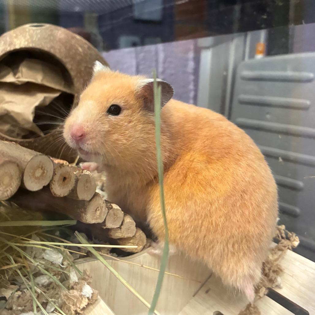 Chandler, a Adoptable Hamster in Providence, RI image 3/5