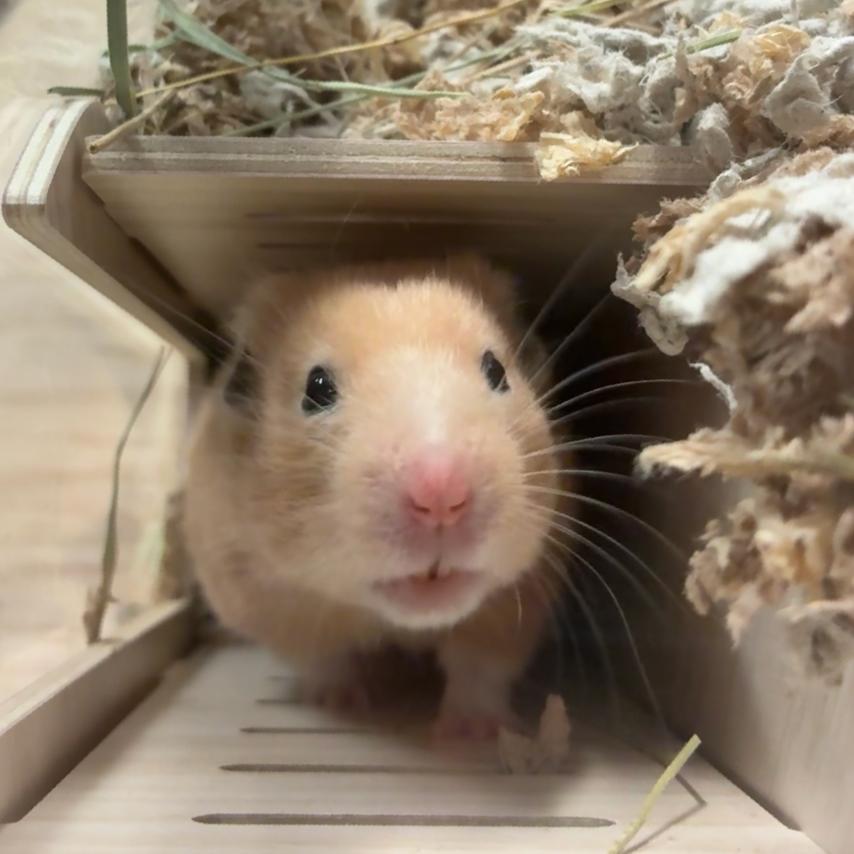 Chandler, a Adoptable Hamster in Providence, RI image 4/5