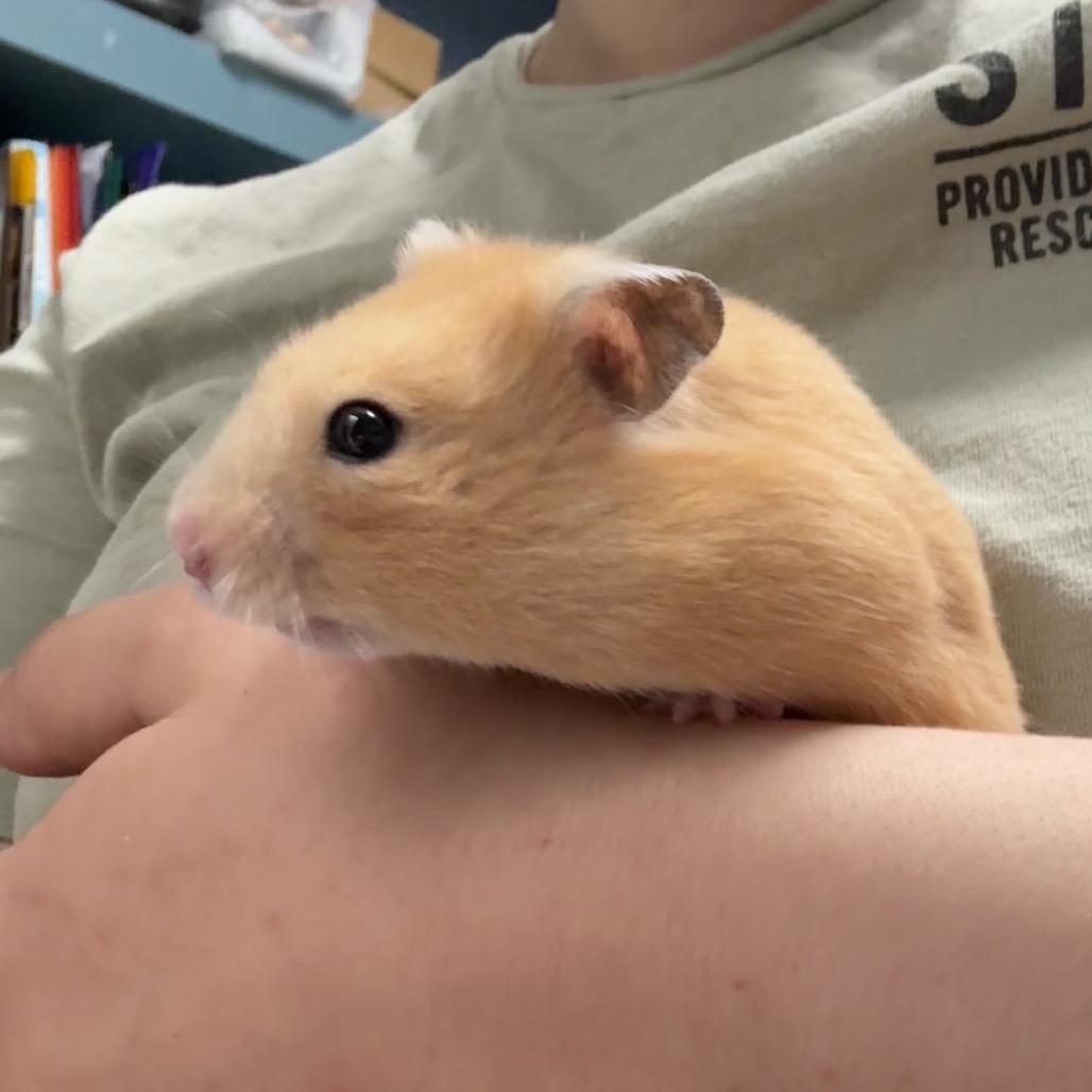 Chandler, a Adoptable Hamster in Providence, RI image 5/5