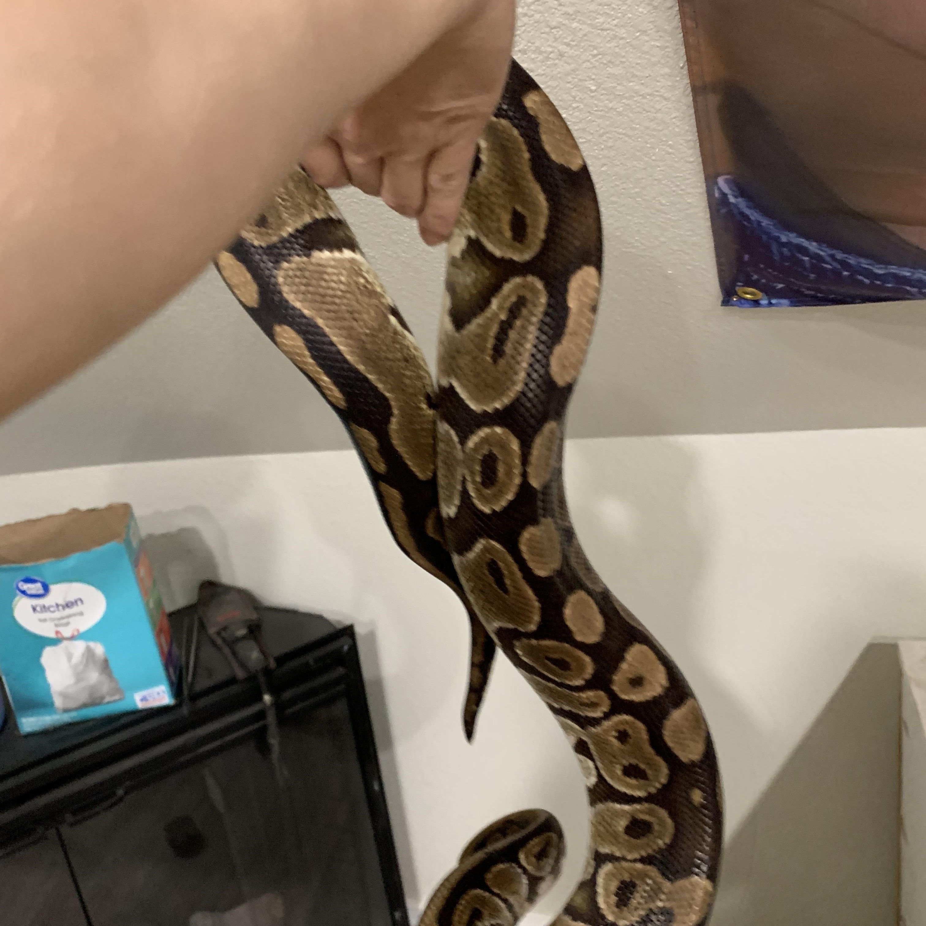 Kaa, Adult Female unknown