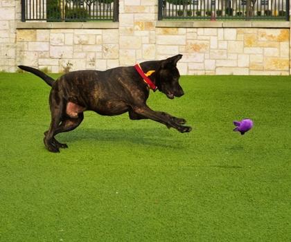 London, Adoptable, Young Male Labrador Retriever & Mixed Breed.