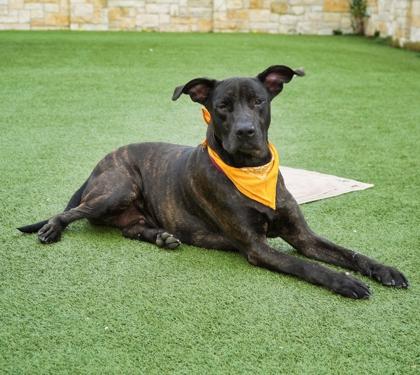 London, a Adoptable mixed breed in North Richland Hills, TX image 2/3