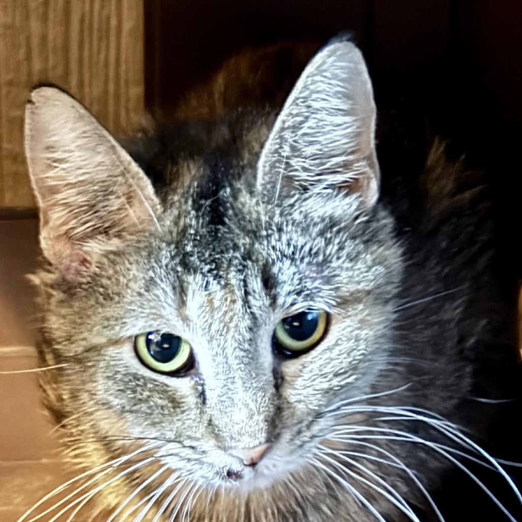 Rosie, Adoptable, Adult Female Domestic Short Hair.