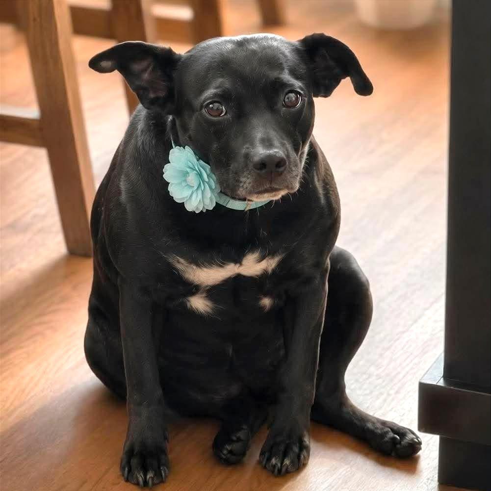 Mama Chocolate HW+, Adoptable, Young Female Black Labrador Retriever.