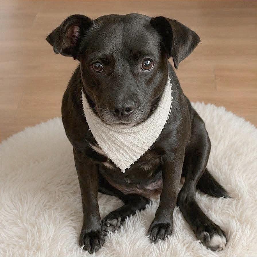 Mama Chocolate HW+, a Adoptable Black Labrador Retriever in Tampa, FL image 2/6