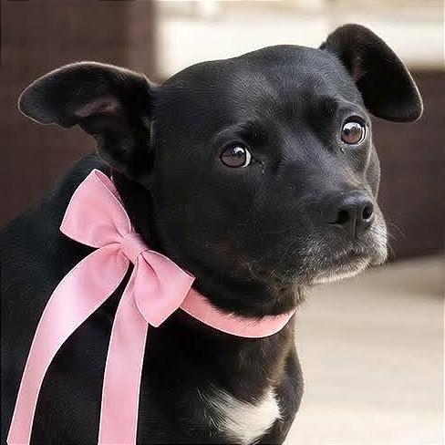 Mama Chocolate HW+, a Adoptable Black Labrador Retriever in Tampa, FL image 4/6