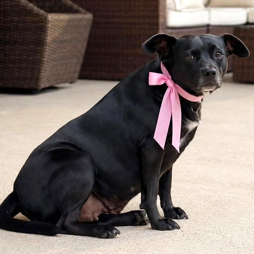 Mama Chocolate HW+, a Adoptable Black Labrador Retriever in Tampa, FL image 6/6