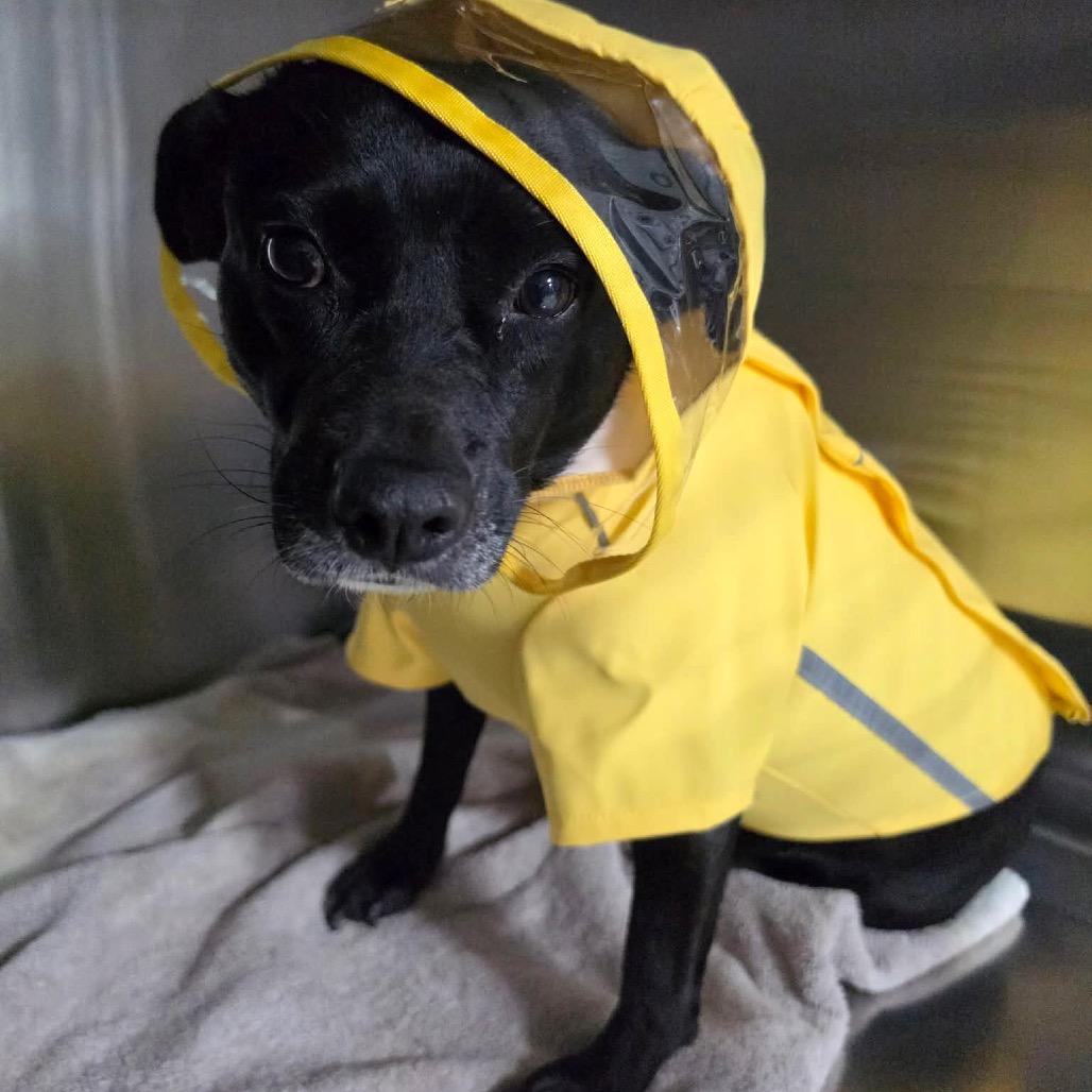 Enlarge Mama Chocolate HW+, a Adoptable Black Labrador Retriever in Tampa, FL image 6/6