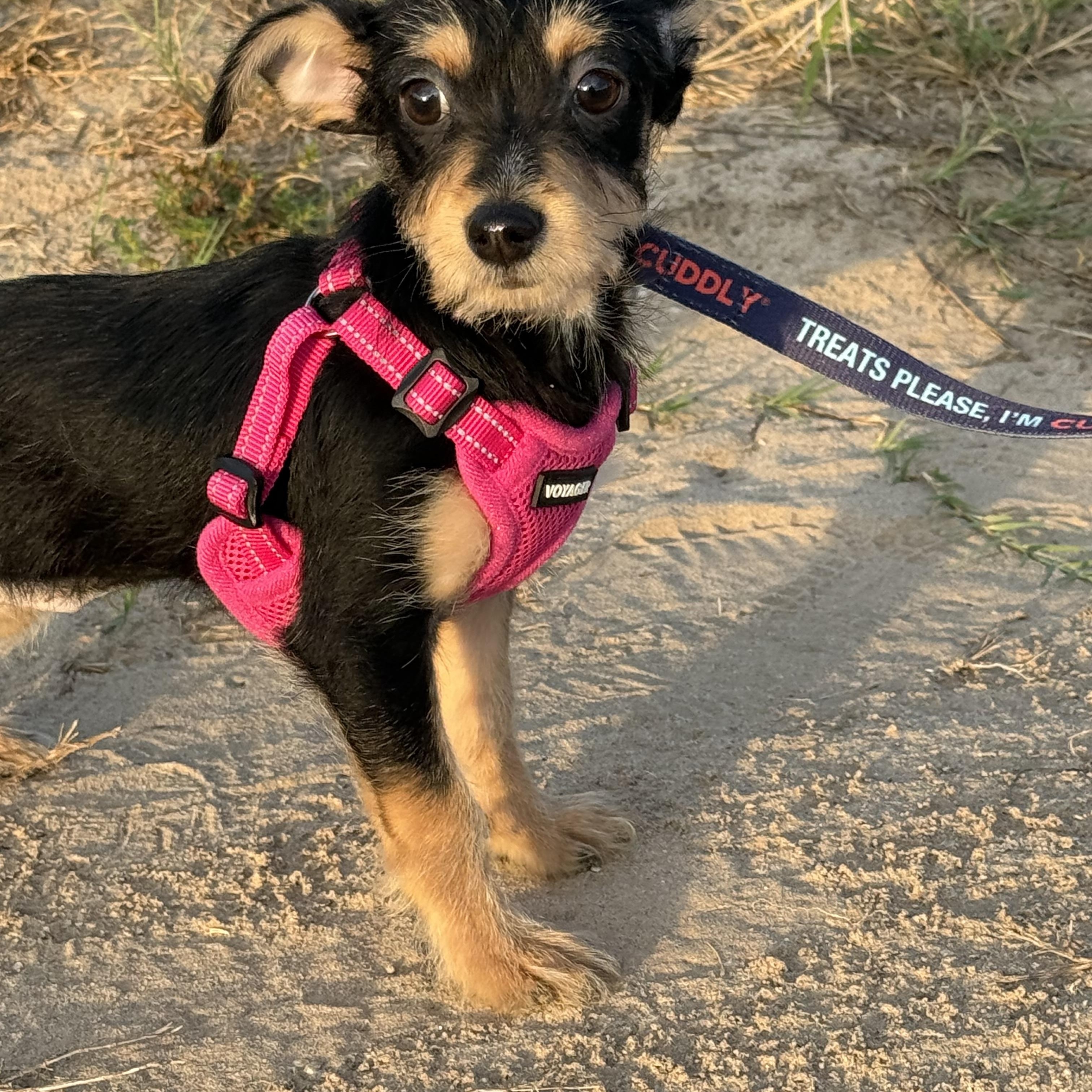 Enlarge Poppi, a Adopted mixed breed in Irving, TX image 2/3