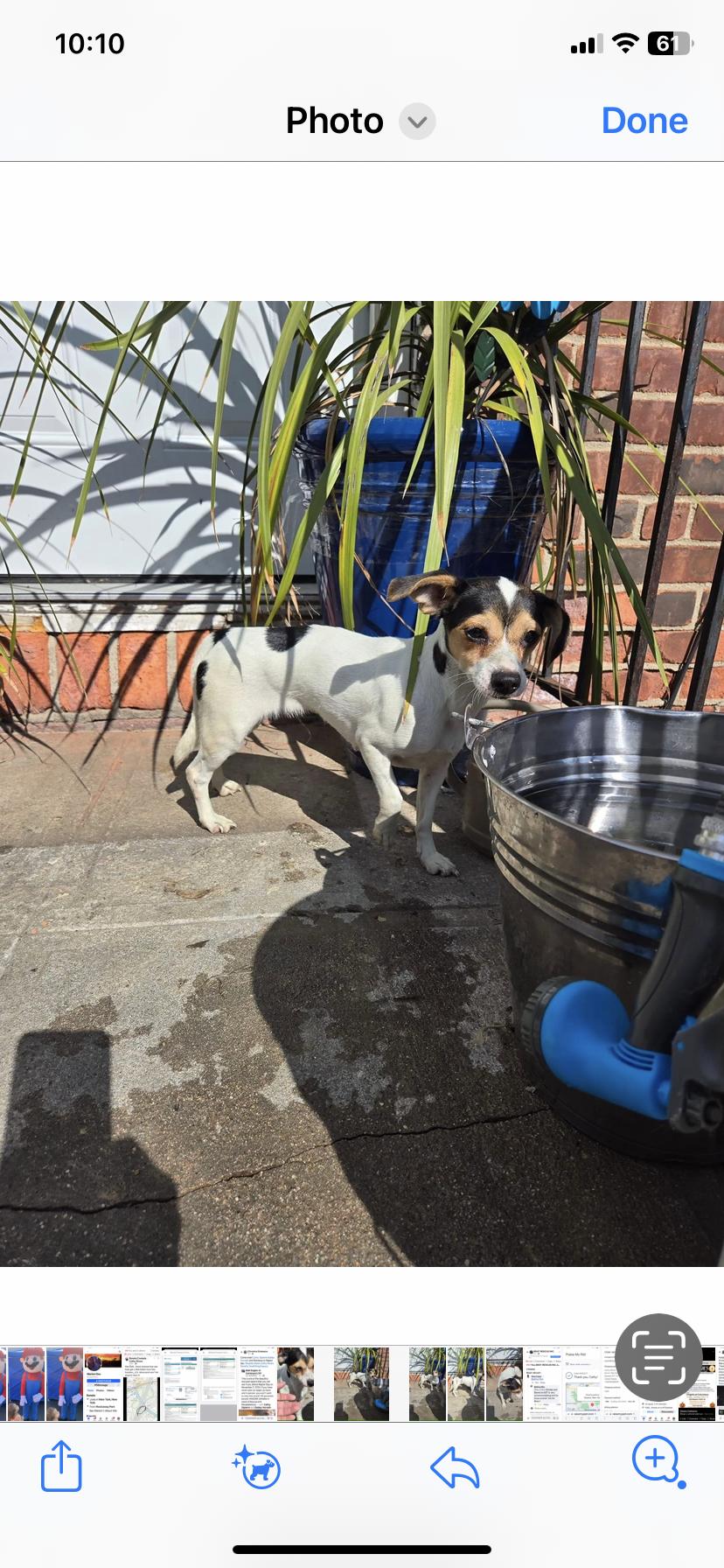 Enlarge Diamond, a Adoptable mixed breed in Far Rockaway, NY image 1/3