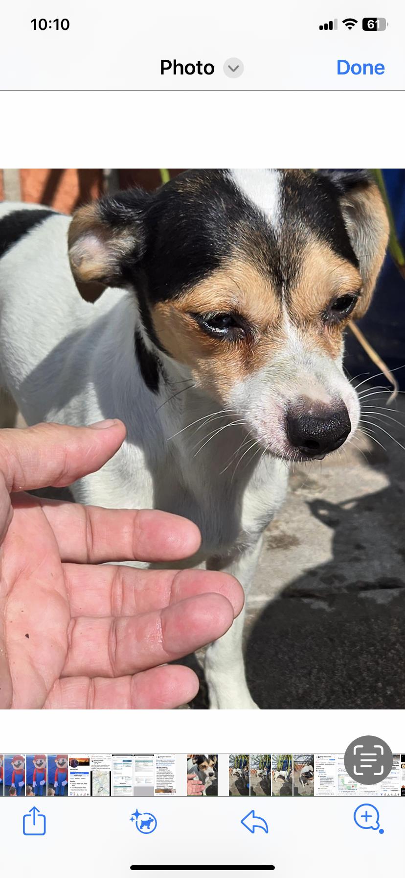 Enlarge Diamond, a Adoptable mixed breed in Far Rockaway, NY image 2/3