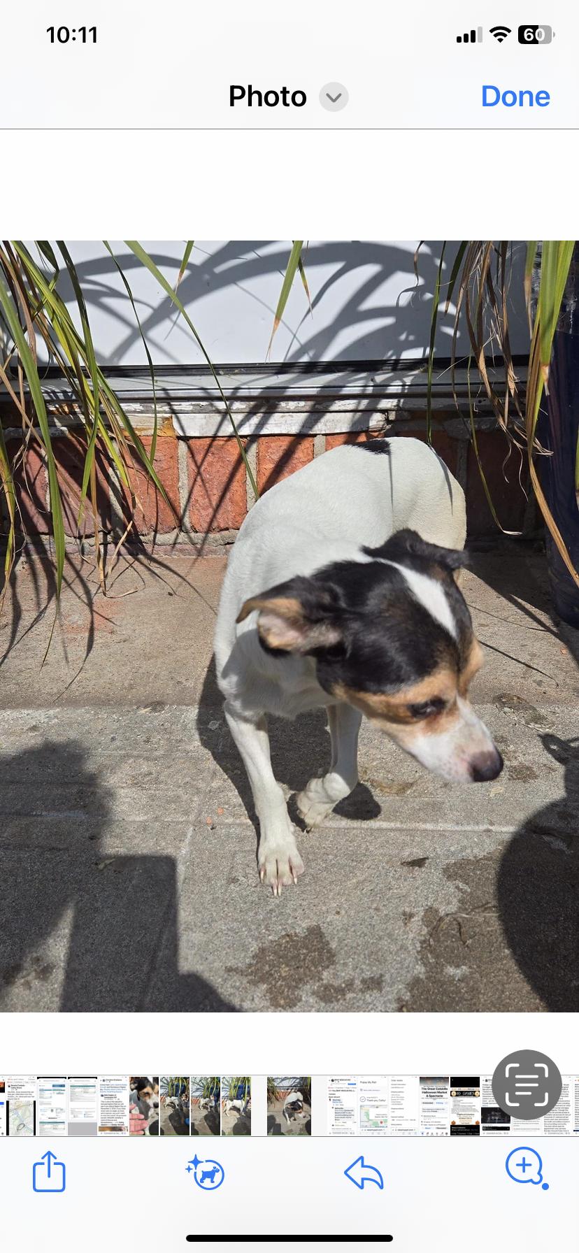 Diamond, Adoptable, Adult Female Chihuahua & Jack Russell Terrier.