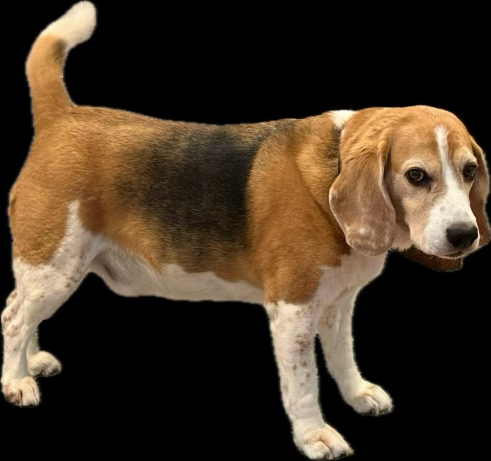 Enlarge Copper , a ADOPTABLE Beagle in Raleigh, NC image 3/6