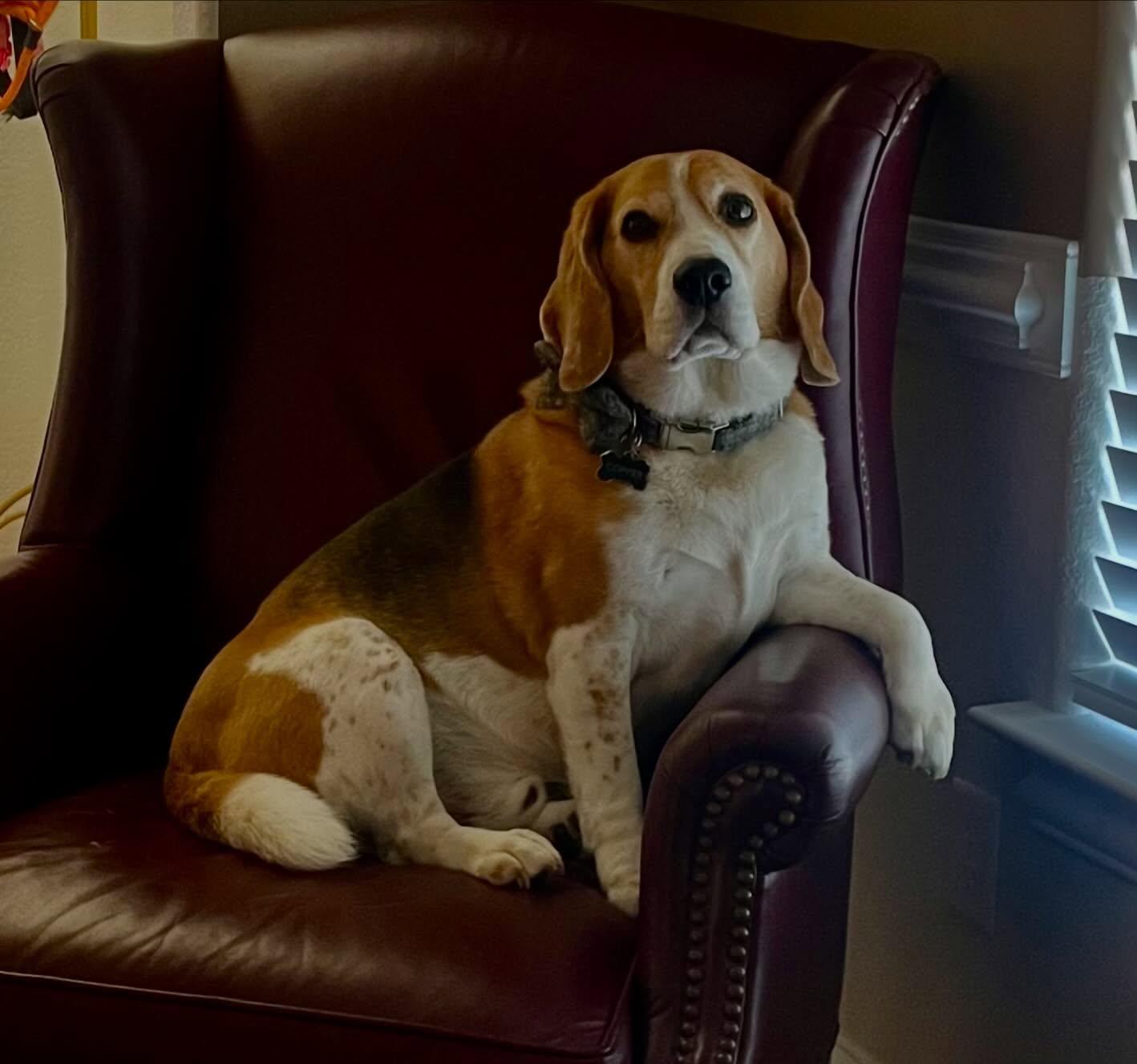 Enlarge Copper , a ADOPTABLE Beagle in Raleigh, NC image 6/6