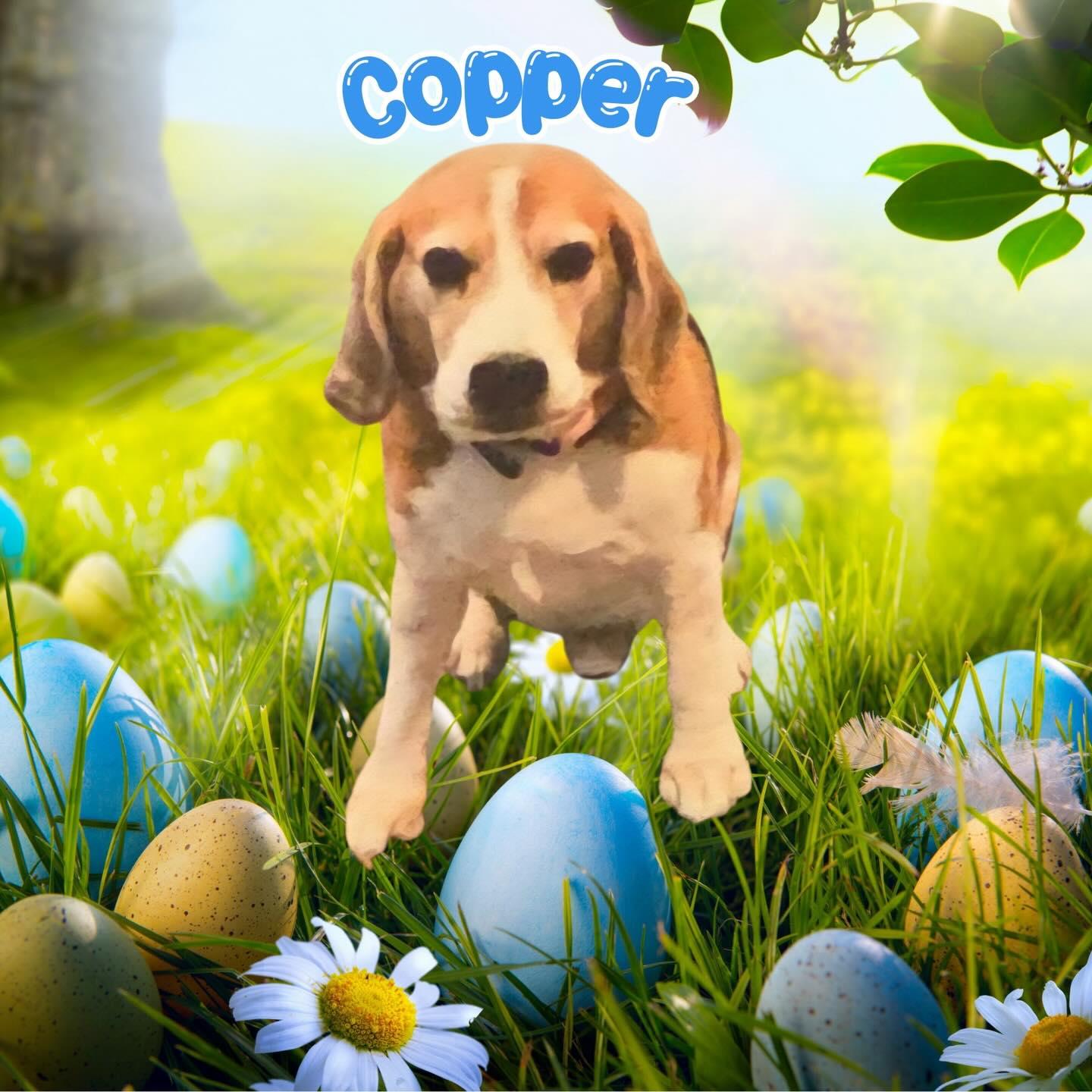 Enlarge Copper , a ADOPTABLE Beagle in Raleigh, NC image 5/6