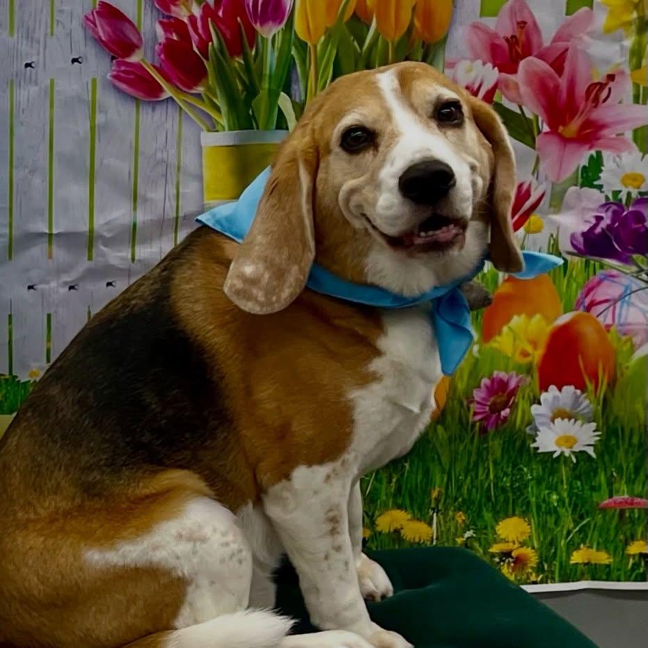 Enlarge Copper , a ADOPTABLE Beagle in Raleigh, NC image 2/6