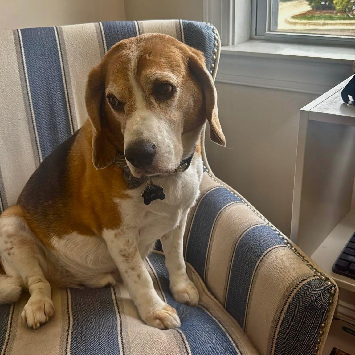 Copper , ADOPTABLE, Senior Male Beagle.