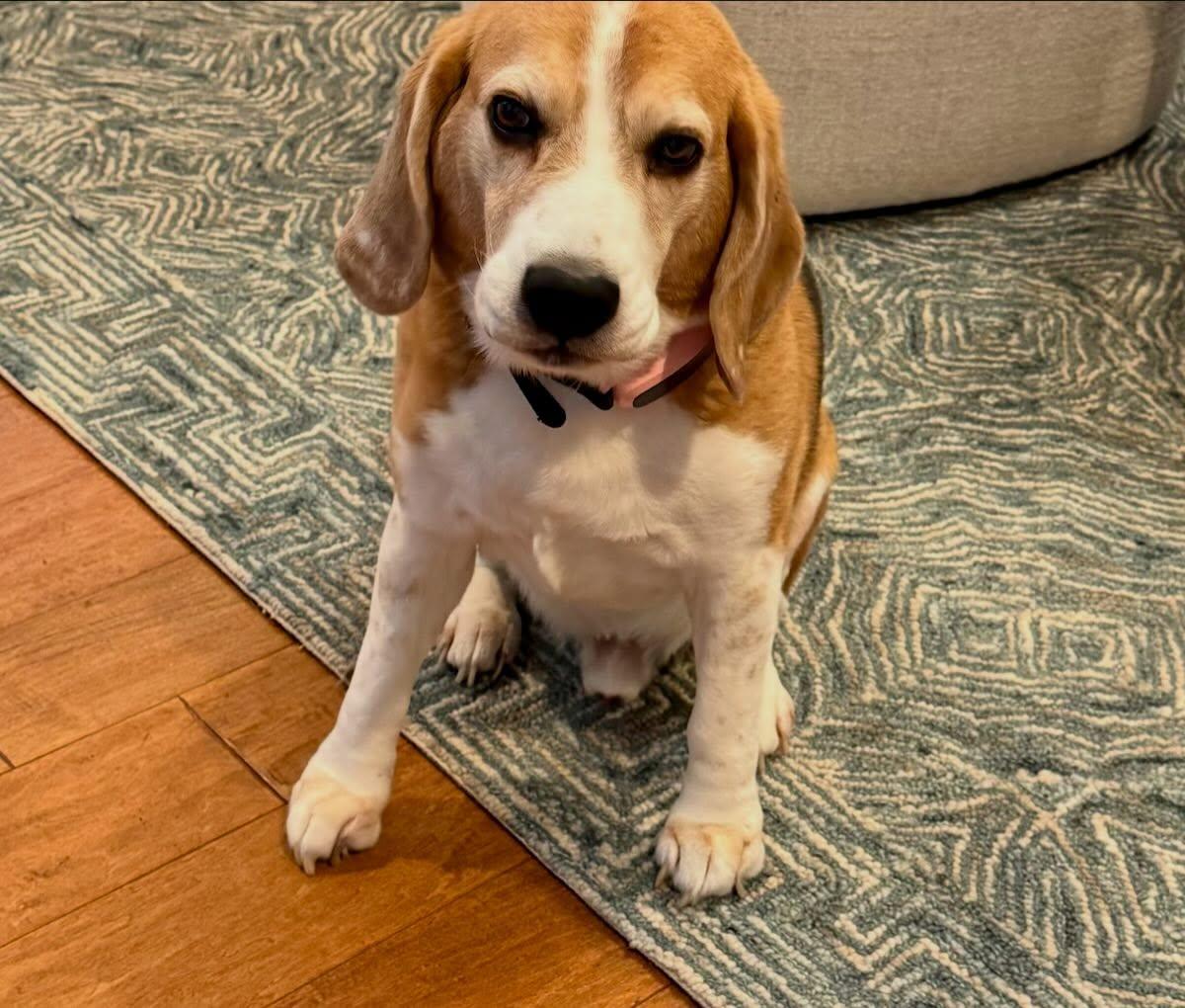 Enlarge Copper , a ADOPTABLE Beagle in Raleigh, NC image 4/6