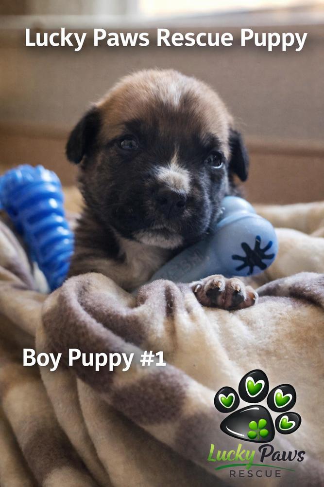 Spring Litter:  Bud, Adoptable, Puppy Male Shepherd & Terrier.