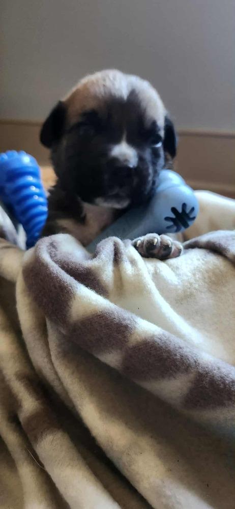 Enlarge Spring Litter:  Bud, a Adoptable mixed breed in Sumter, SC image 2/6