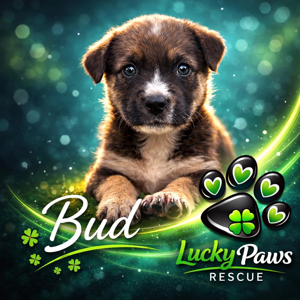 Enlarge Spring Litter:  Bud, a Adoptable mixed breed in Sumter, SC image 3/6