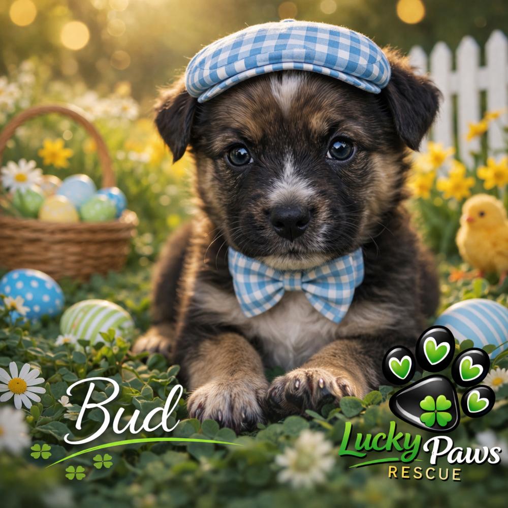 Enlarge Spring Litter:  Bud, a Adoptable mixed breed in Sumter, SC image 4/6