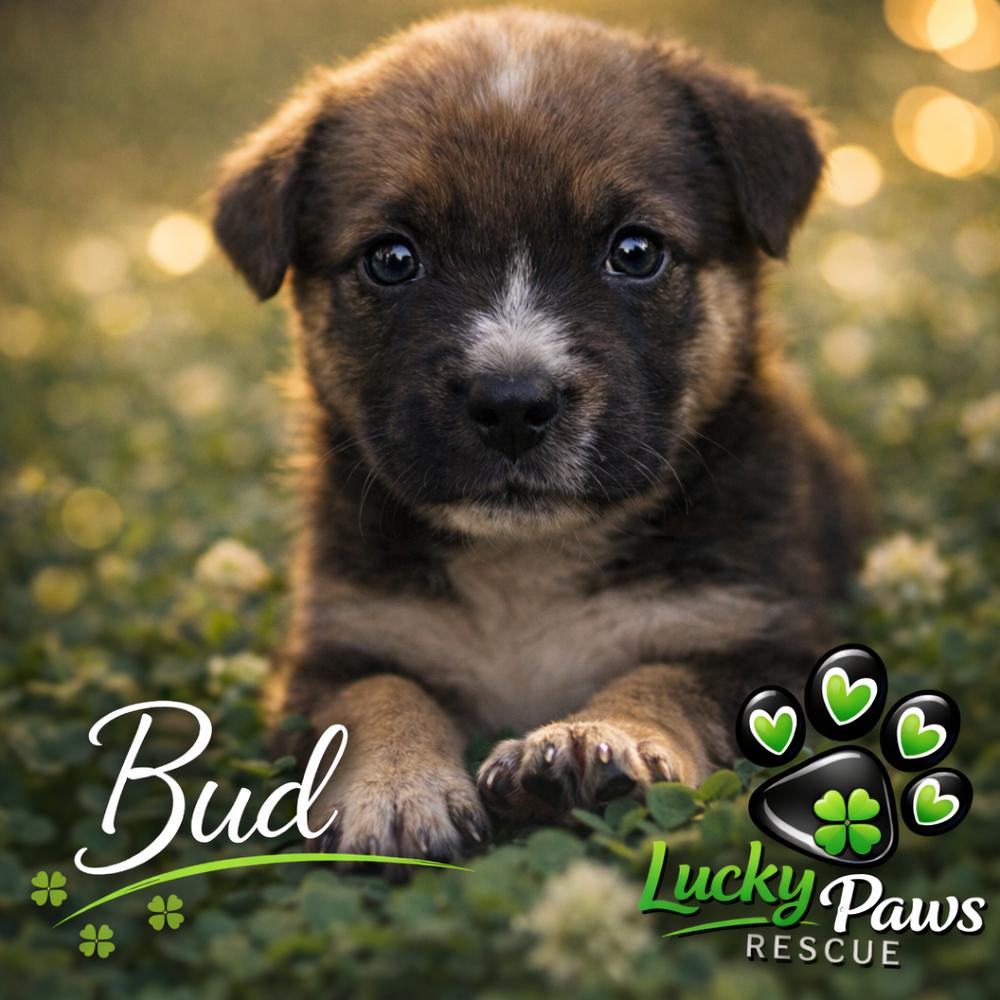 Enlarge Spring Litter:  Bud, a Adoptable mixed breed in Sumter, SC image 5/6