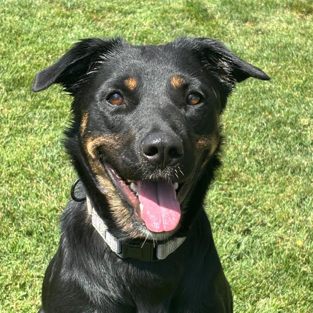 Kira, Adoptable, Adult Female Mixed Breed.