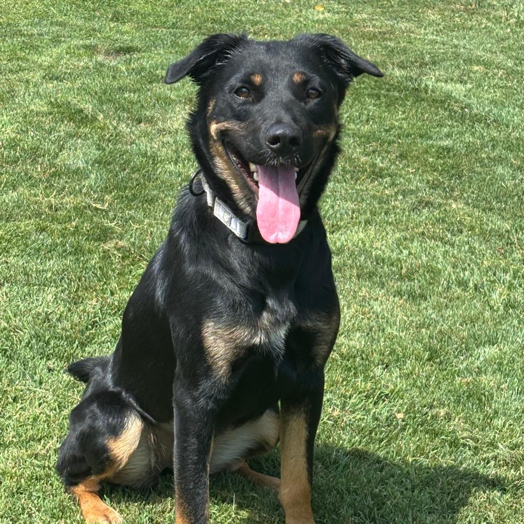 Enlarge Kira, a Adoptable Mixed Breed in Medford, OR image 2/2