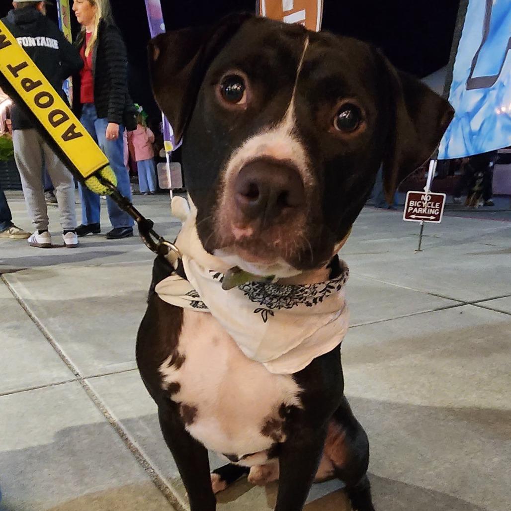 Monty, Adoptable, Adult Male American Staffordshire Terrier.
