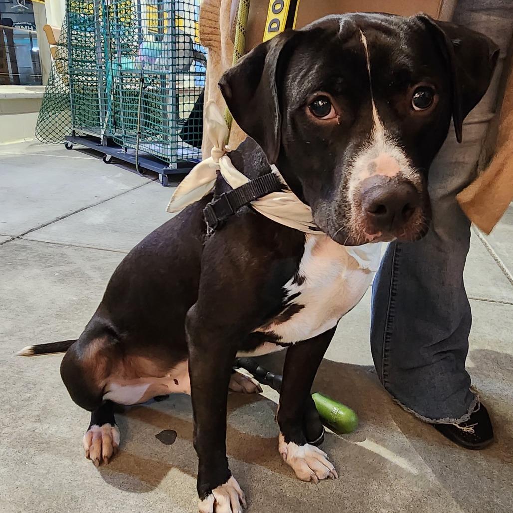 Enlarge Monty, a Adoptable American Staffordshire Terrier in Pacifica, CA image 2/2