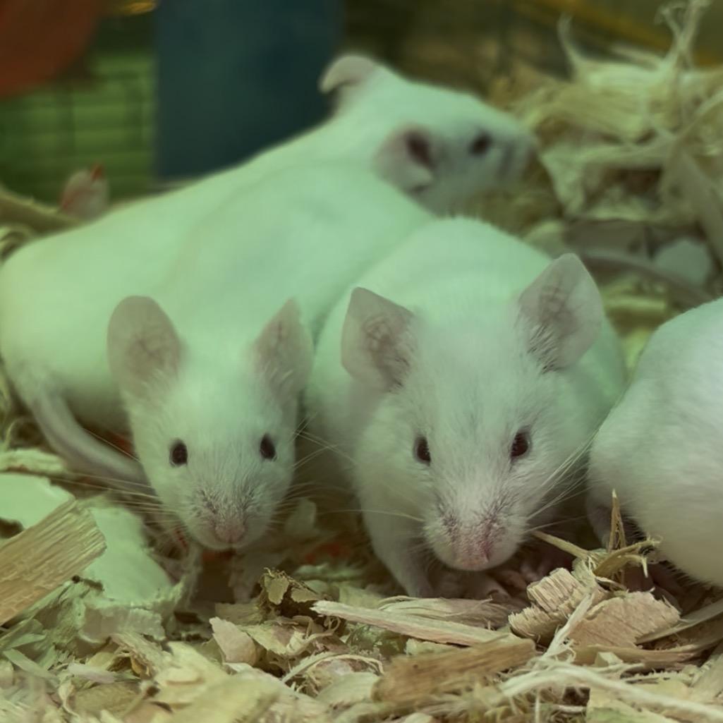 Snek, Adoptable, Young Female Mouse.