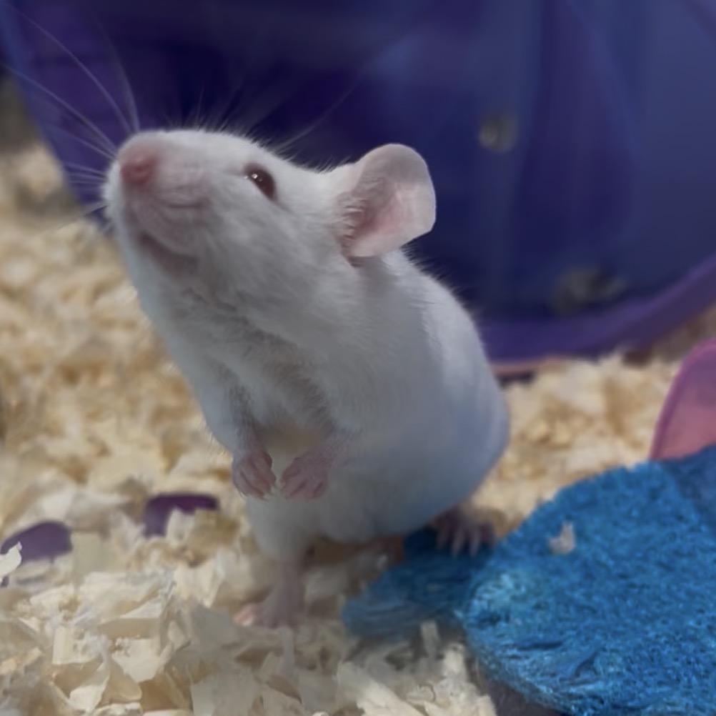 Enlarge Snek, a Adoptable Mouse in Clearwater, FL image 2/5