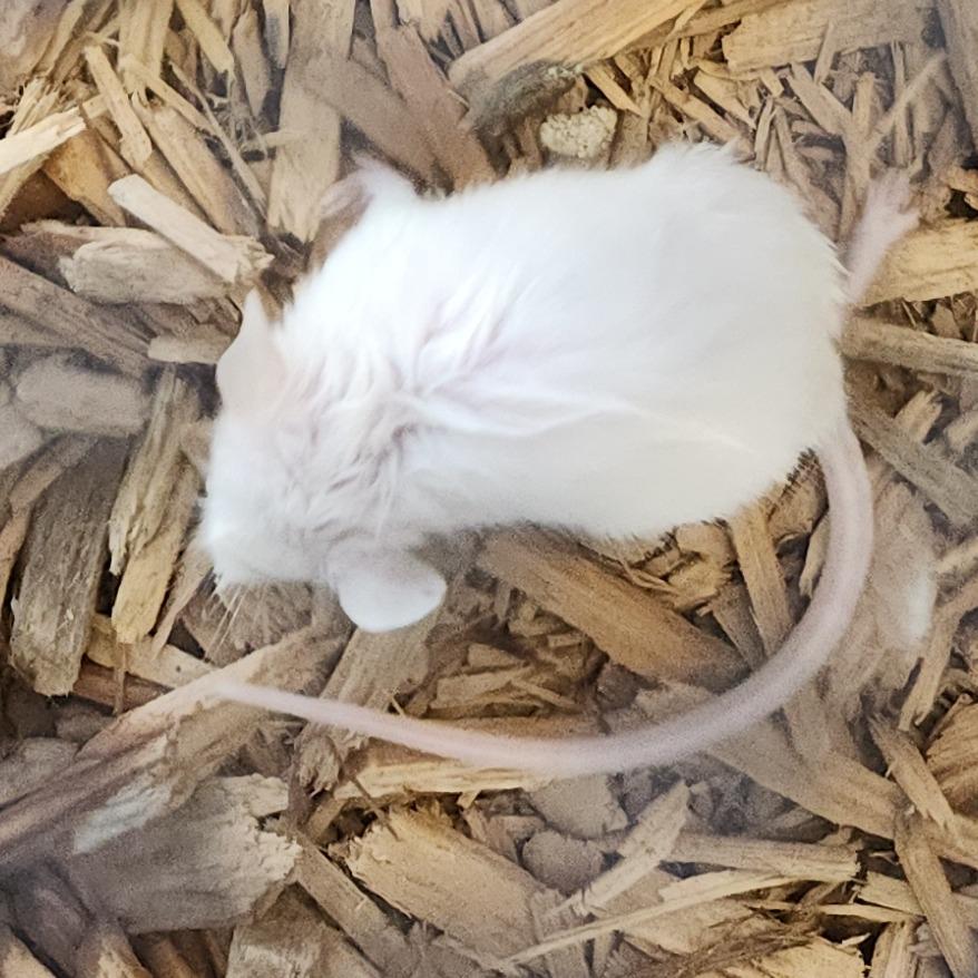Enlarge Snek, a Adoptable Mouse in Clearwater, FL image 3/5