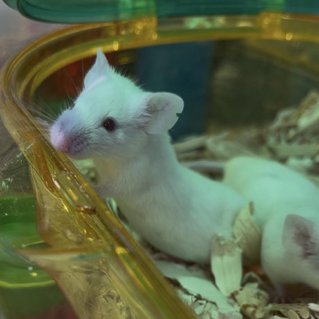 Enlarge Snek, a Adoptable Mouse in Clearwater, FL image 4/5