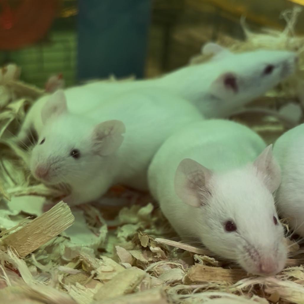 Enlarge Snek, a Adoptable Mouse in Clearwater, FL image 5/5
